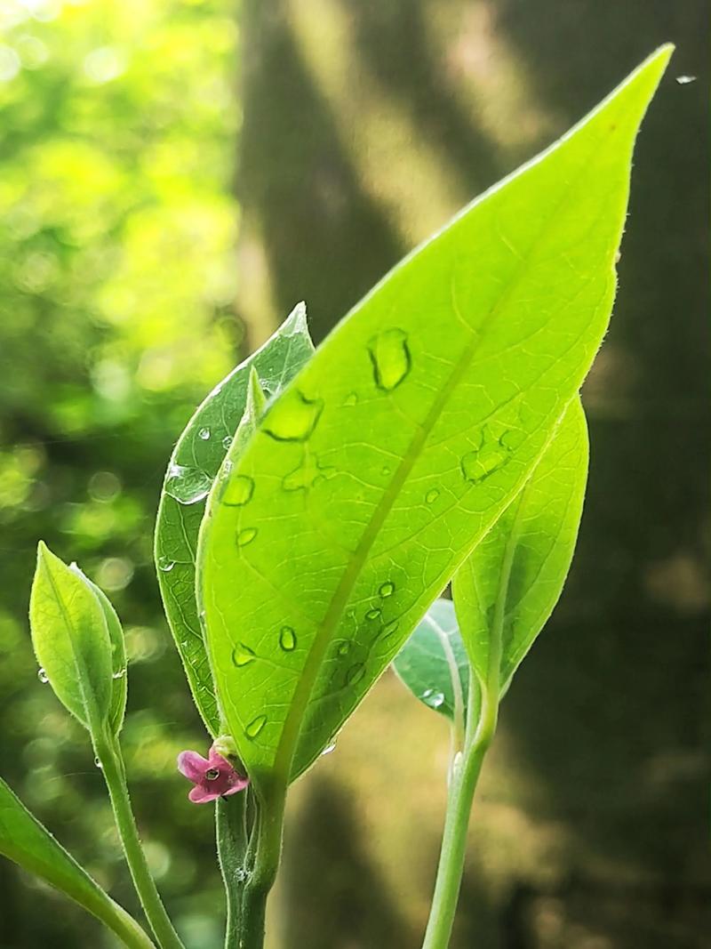 小白追书绿色老版本游戏截图