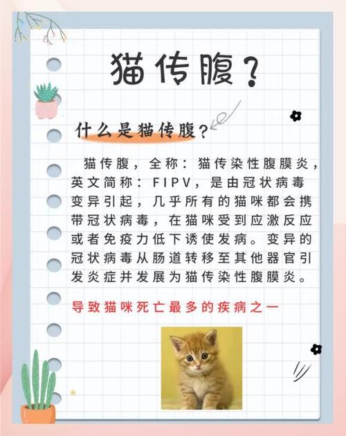 猫传腹是怎么引起的