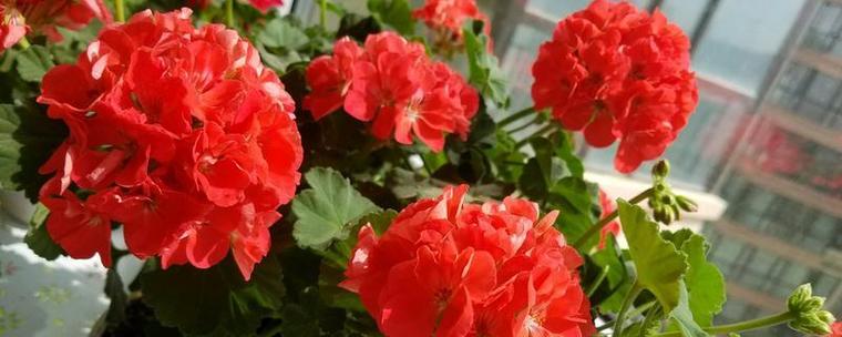 臭绣球花图标