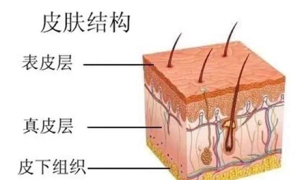 女性皮肤与男性皮肤有差别吗图标