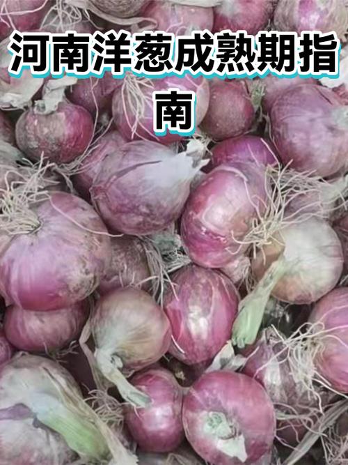 那种洋葱好吃图标