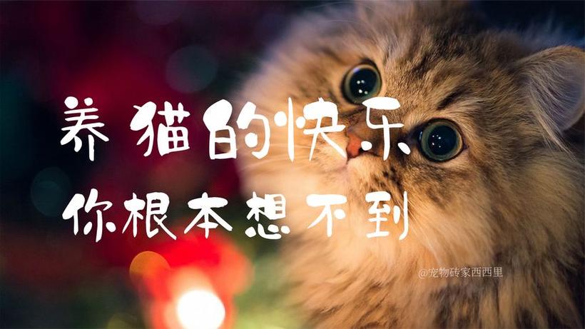 养猫人的快乐