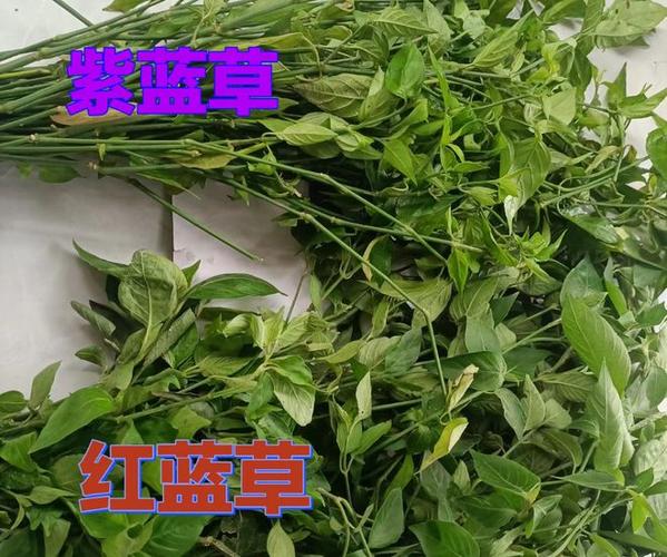 紫塑米植物照片截图