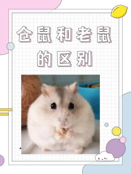 养仓鼠会引来老鼠吗图标