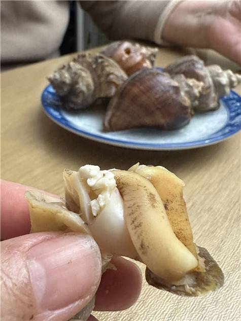 海螺肉上 白色 颗粒