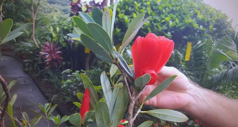 四季开花水果有哪些品种截图