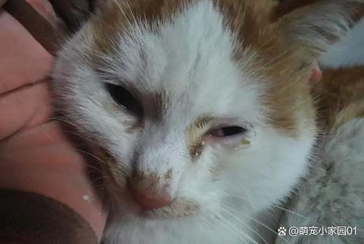 小猫眼里有脓睁不开怎么办