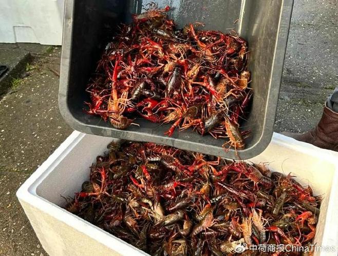 正常一斤小龙虾多少只图标