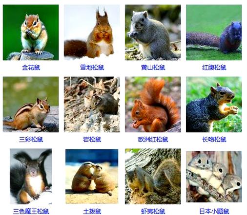 松鼠的品种大全图片