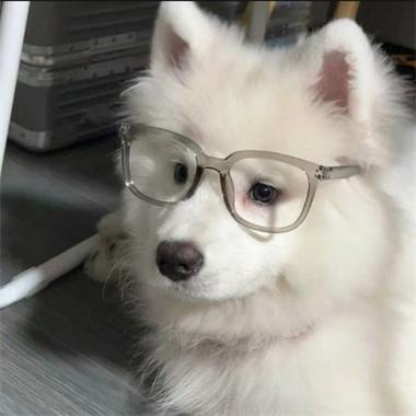 可爱呆萌头像小动物