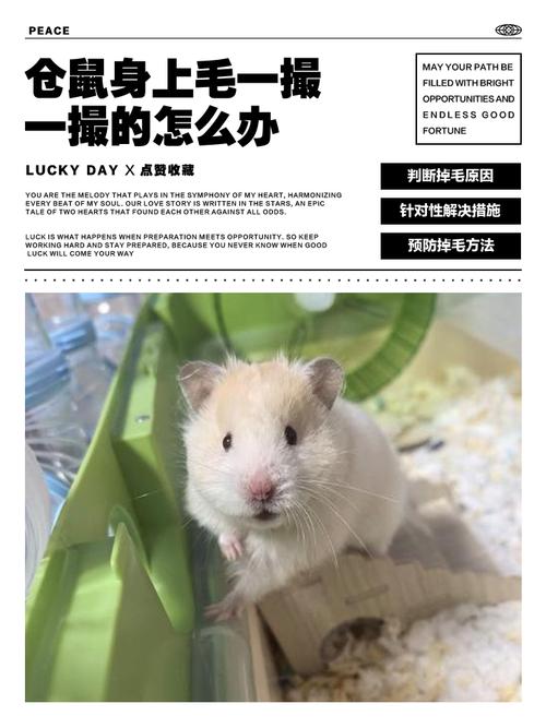 仓鼠身上毛一撮一撮的怎么办