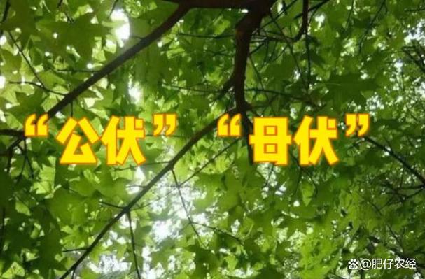2026年公伏还是母伏