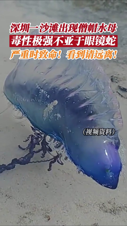 水母是怎么伤人的