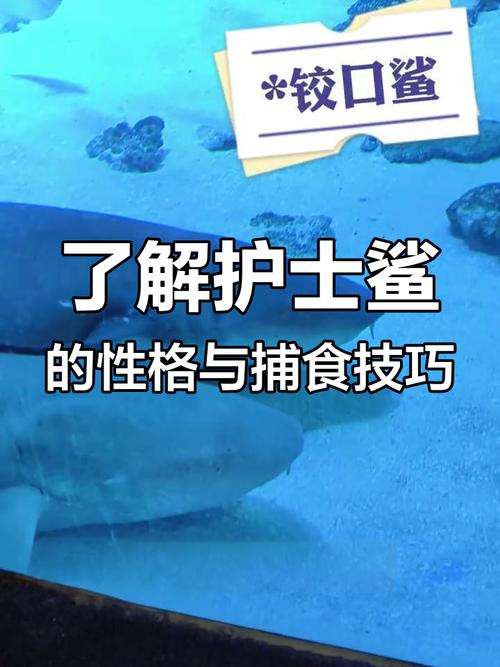 护士鲨图片