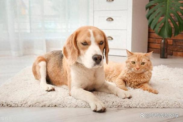 养猫挣钱还是养狗挣钱缩略图