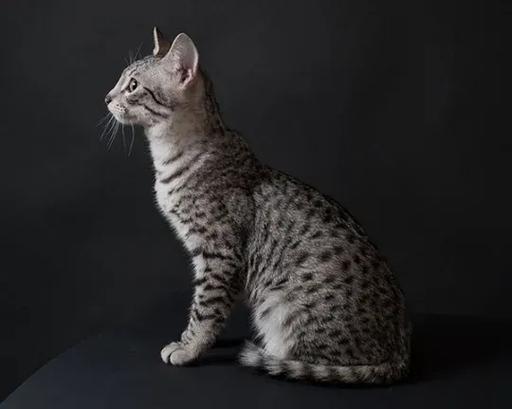 埃及猫的拉丁学名