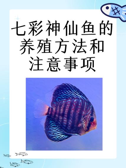 七彩鱼有黑点怎么治疗