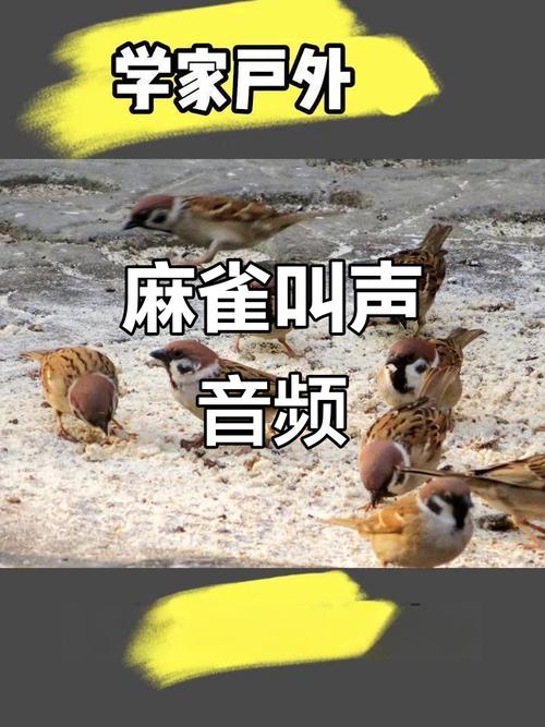 麻雀引鸟叫声mp3缩略图
