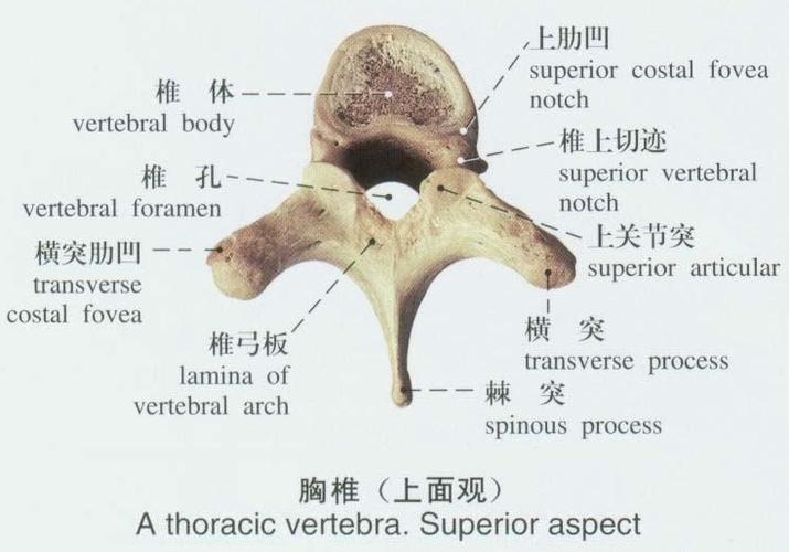 胸廓入口是胸椎