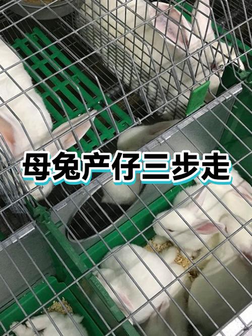 仔兔一天吃几次奶图标