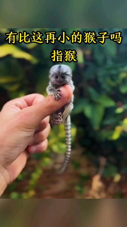 拇指猴视频缩略图