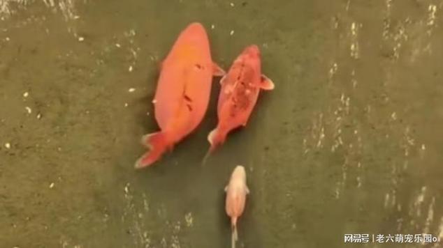 鲤鱼搞笑视频笑死人图标