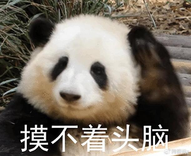 脸皱在一起的熊猫表情包