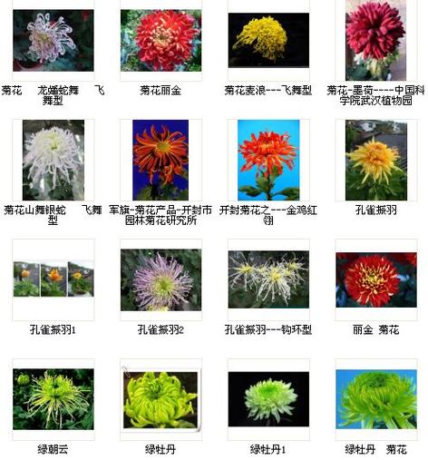 菊花分为几种截图