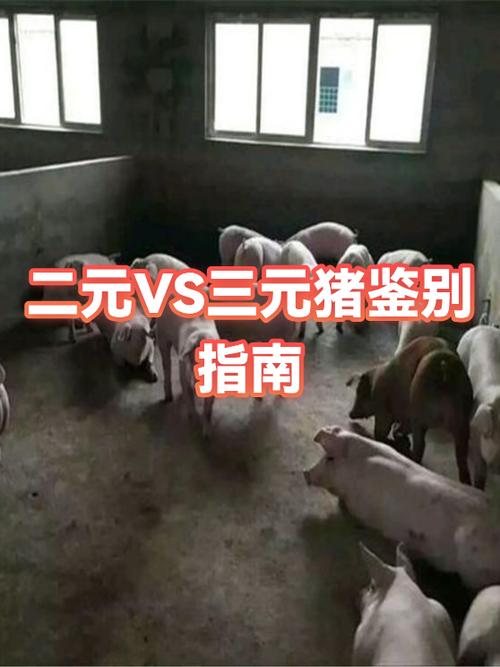 真假三元猪图片对比缩略图