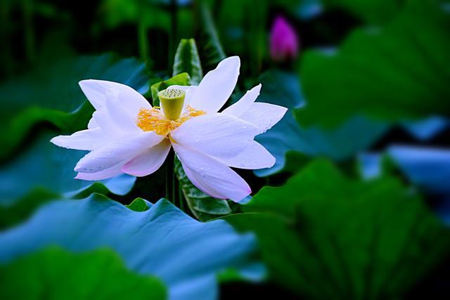 苹果手机拍近景不对焦图标
