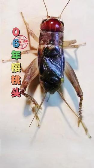 蟋蟀虫王寿命有多长图标