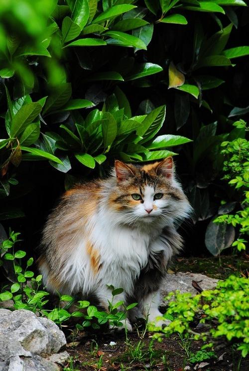 我喜欢的小猫100字图标