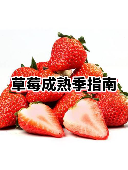 草莓什么时候成熟在哪个季节截图