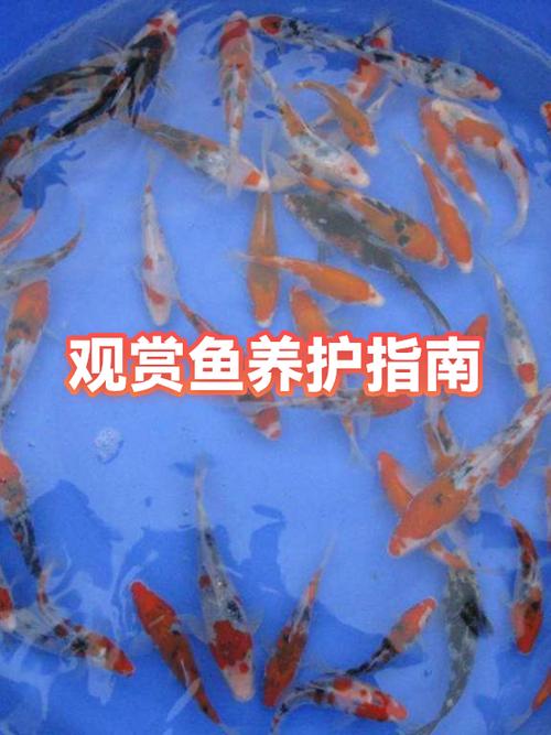 怎样养观赏鱼缩略图