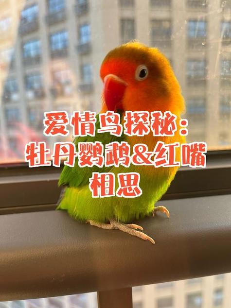 鹦鹉飞到肩膀上代表什么