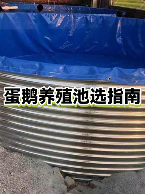 蛋鹅品种哪个最好