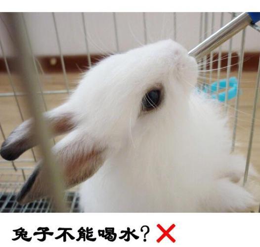 兔子能不能喝水截图