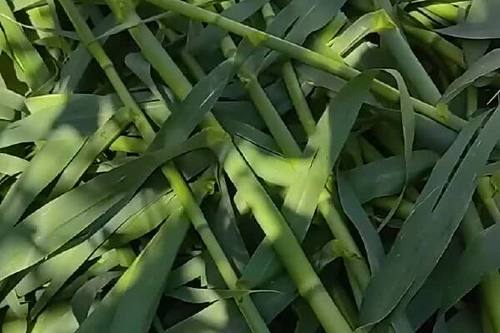 绿洲一号牧草怎么种植截图