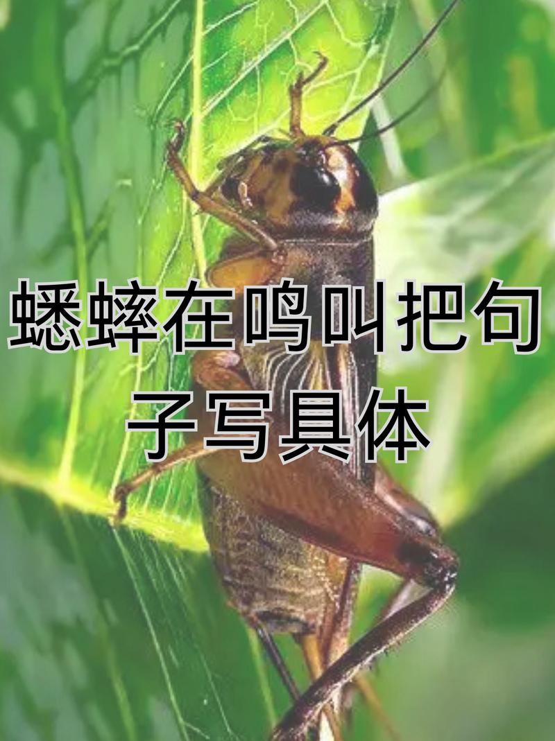 蟋蟀叫是吉兆还是凶兆图标