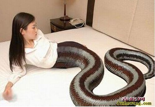 美人蛇