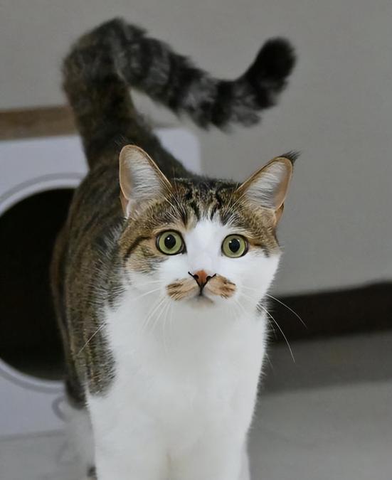 猫宁愿饿着也不吃猫粮怎么办缩略图
