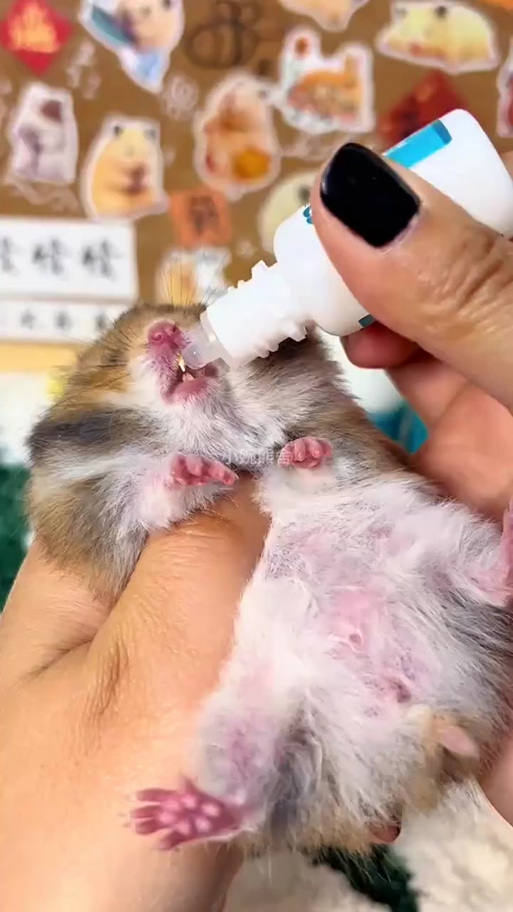 仓鼠怎么消毒最有效