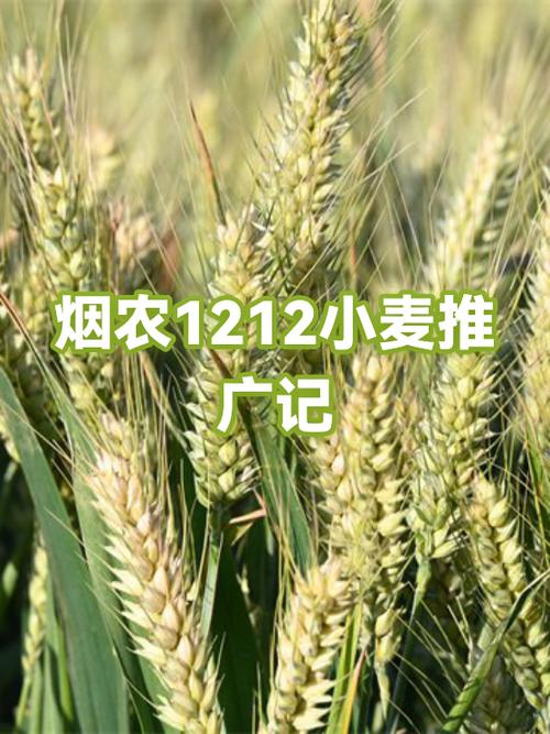 出售小麦广告宣传语截图