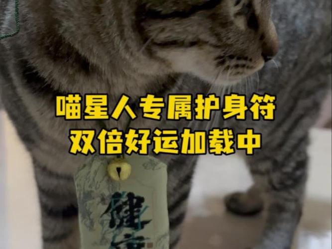 评论区放了一只猫符号