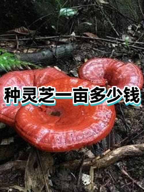 种灵芝一年一亩能收入多少钱