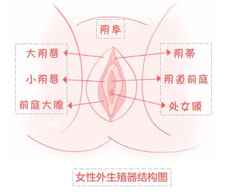 女性外阴有几科型状