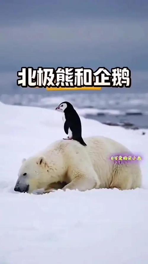企鹅和北极熊的冷笑话