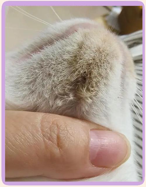 猫咪的黑下巴怎么治疗