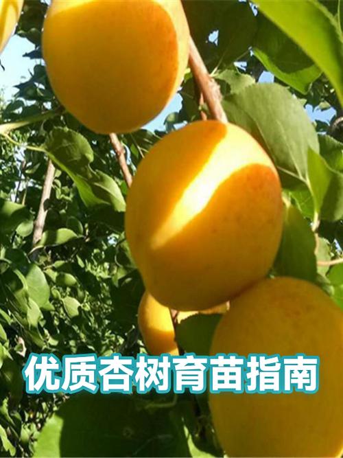 杏树可以用种子繁殖吗图标