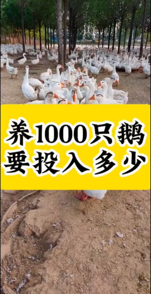 养1000只鹅能赚多少钱截图